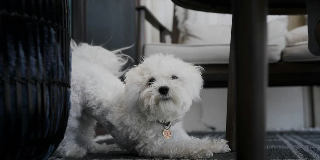 a small white dog sitting under a table
