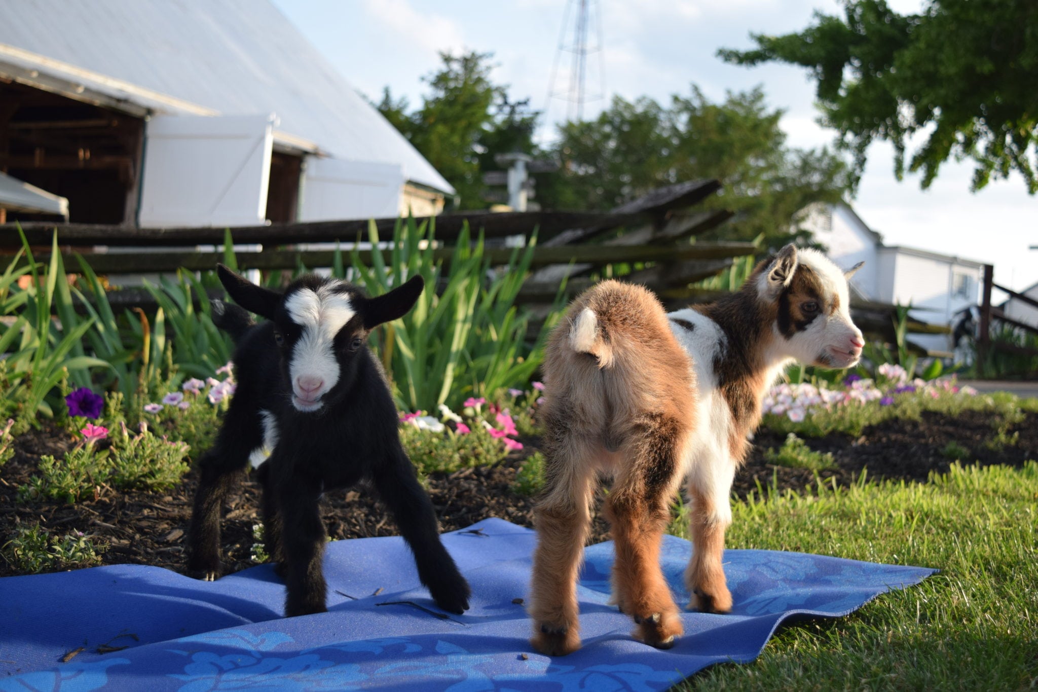 Get Ready to 'Goat' Into Yoga!
