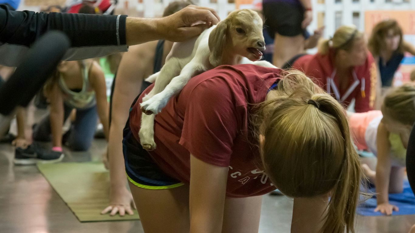 woman in red t-shirt and black shorts holding brown short coated dog