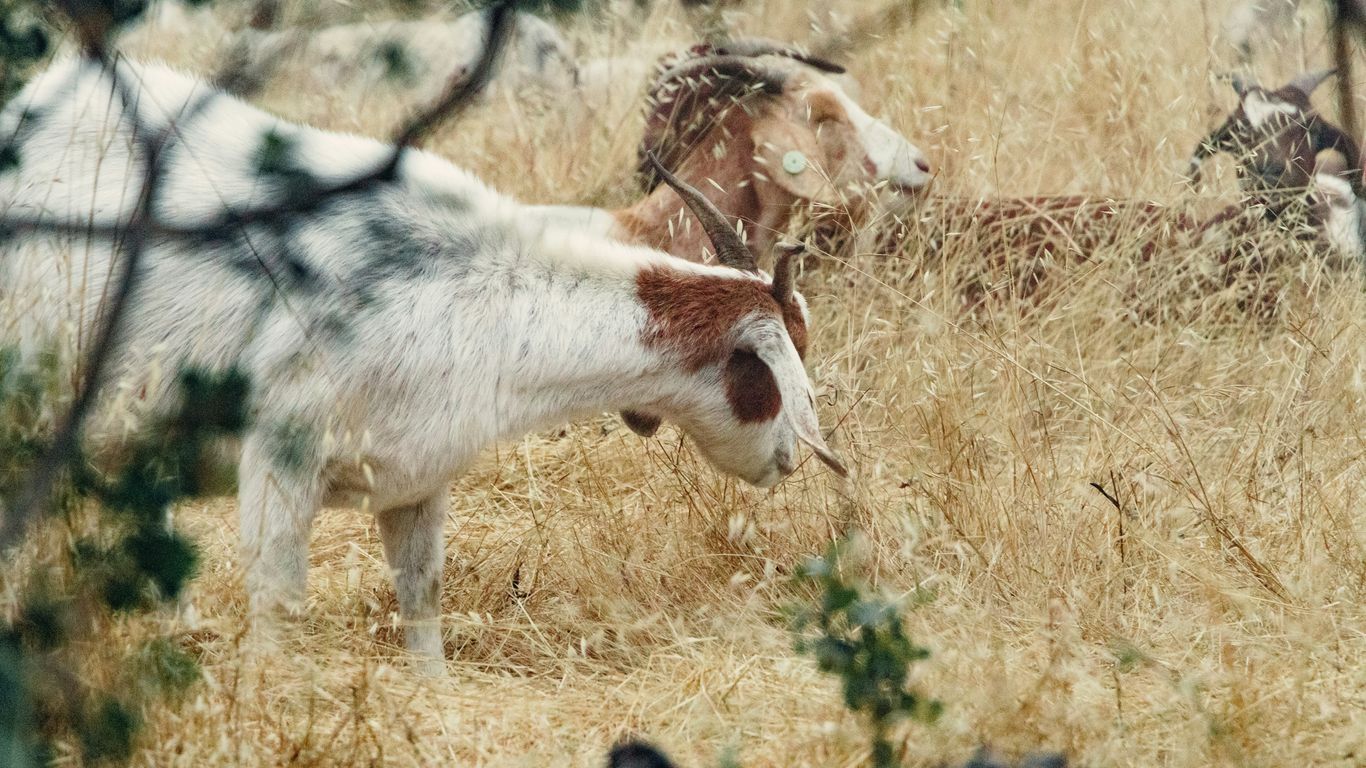 a herd of goats grazing on dry grass