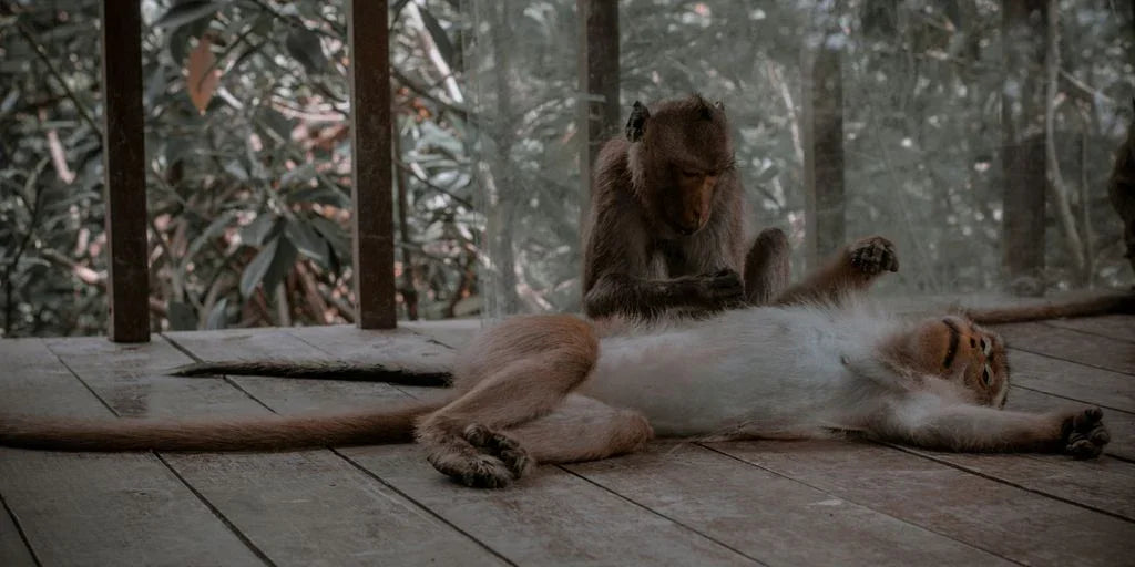 a monkey that is laying down on the ground