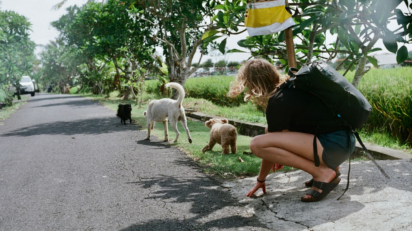 person sitting near dogs