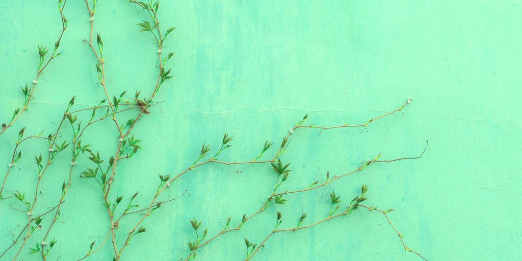green-leafed plant