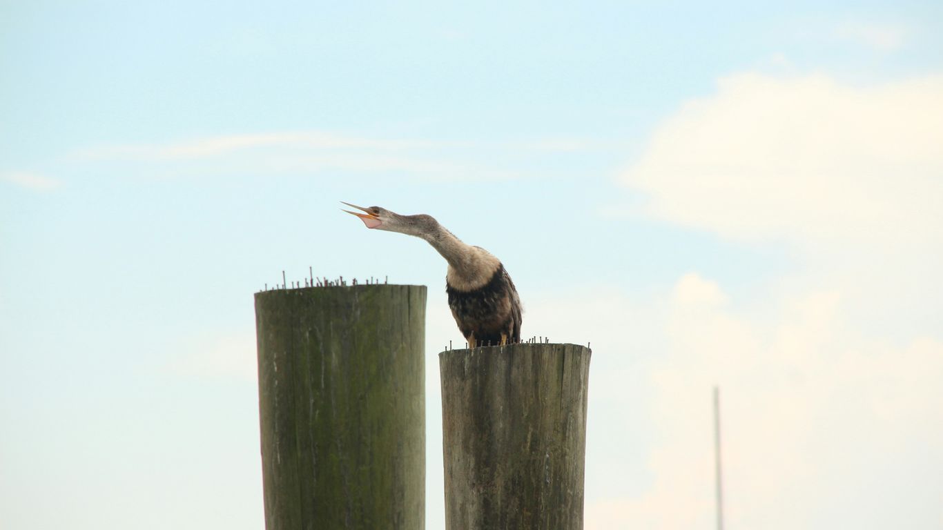 brown bird on brown wooden post during daytime