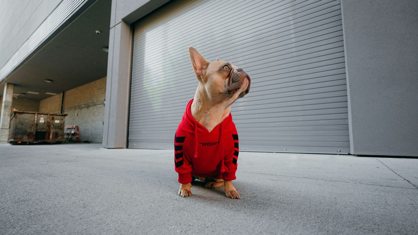 brown short coated dog wearing red shirt and red pants