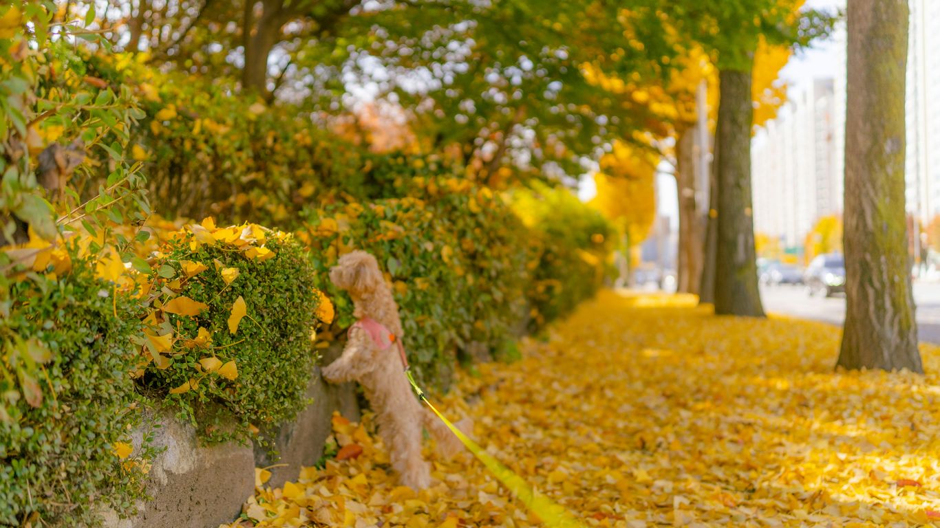 a teddy bear sitting on top of a pile of leaves